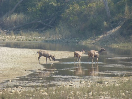 Some sambar deer come down for a drink.