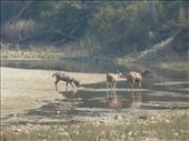Some sambar deer come down for a drink.: by steve_and_emma, Views[705]