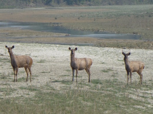 No tigers around to eat us!