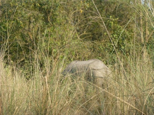 The highlight of the 12 hours in the park, a rhino's arse, yay! Actually was quite cool to be stood 10m from this huge beast with only two 12 year old boy scouts with sticks for protection.