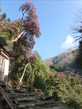 The start of the second day took us through rhododendron forests.: by steve_and_emma, Views[331]