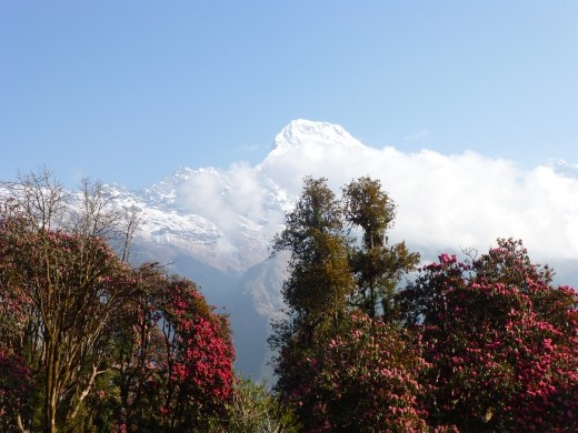 The view from Tadapani.