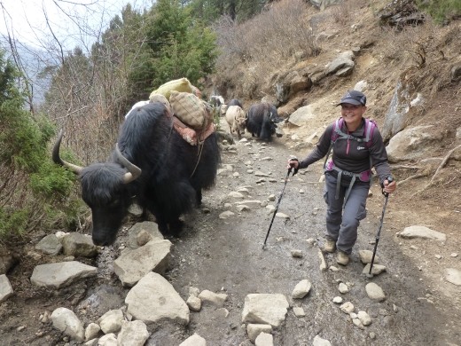 Emma bypassing a yak jam.