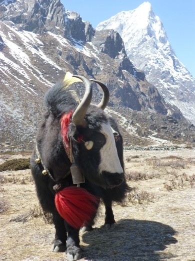 These beasts carry an awful lot of stuff up the hills.