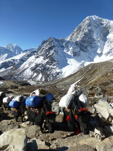 Yaks heading up to Thokla pass.