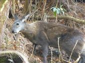 A musk deer near Namche.: by steve_and_emma, Views[232]