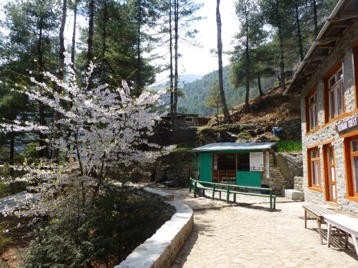 Flowers on the trail.