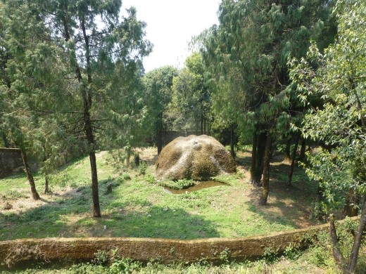 The enclosures at Gangtok zoo are spacious can you name the beast in here?