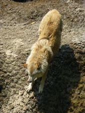 Yep a Tibetan wolf.: by steve_and_emma, Views[283]