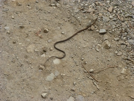 We even spotted a snake on our short walk.