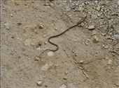 We even spotted a snake on our short walk.: by steve_and_emma, Views[336]