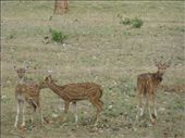 There were plenty of chital hanging around.: by steve_and_emma, Views[435]