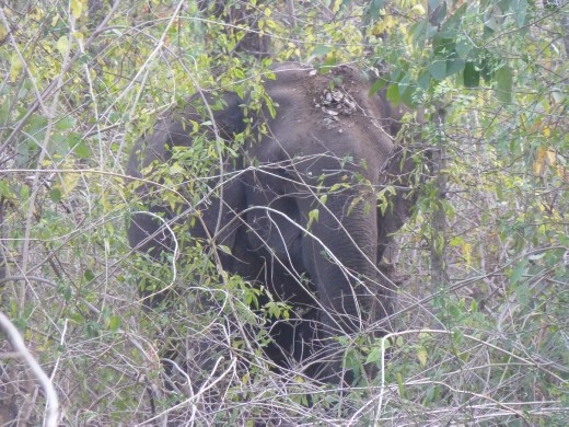 We finally spotted a wild Indian elephant hidden in the bush.