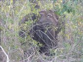 We finally spotted a wild Indian elephant hidden in the bush.: by steve_and_emma, Views[403]