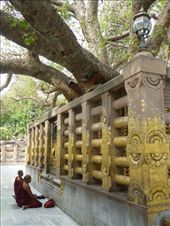 The tree where Sid reached enlightenment.: by steve_and_emma, Views[267]