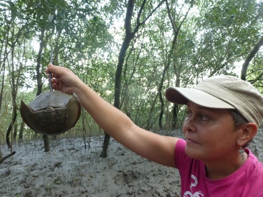 Emma with a horseshoe crab.