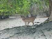 Spotted deer were about the only wildlife we saw.: by steve_and_emma, Views[349]