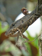 A bit of lizard on lizard action.: by steve_and_emma, Views[412]