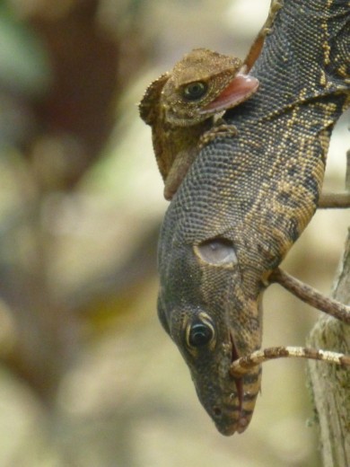 The little fella had no chance.