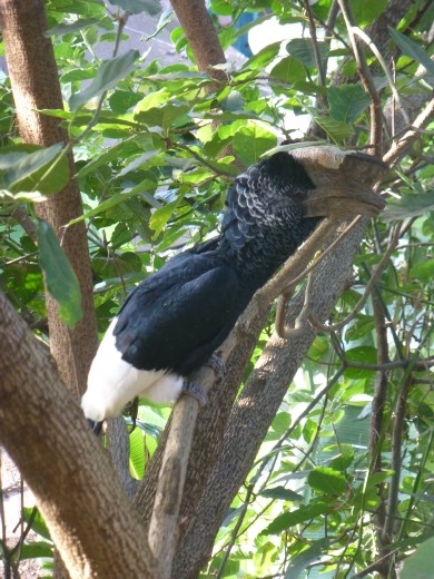 Lots of birds flying around the flat including hornbills.