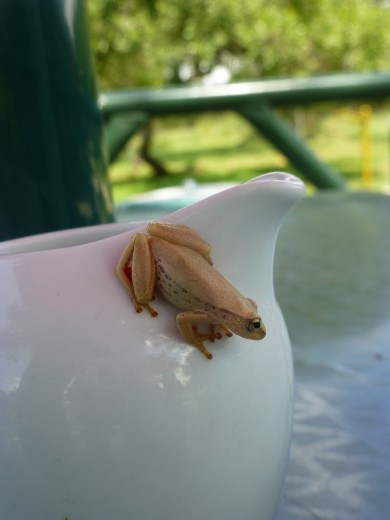 This frog almost landed in the milk jug.
