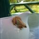 This frog almost landed in the milk jug. Views[278]