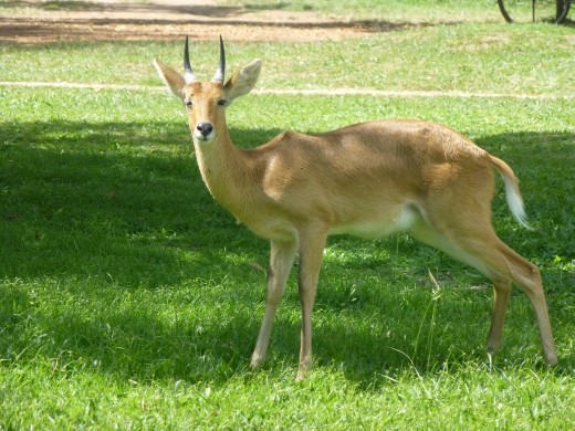 An oribi was hanging around the HQ.