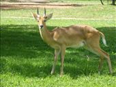 An oribi was hanging around the HQ.: by steve_and_emma, Views[381]