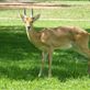 An oribi was hanging around the HQ. Views[243]