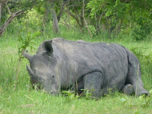 We got really close to the rhinos.