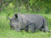We got really close to the rhinos.: by steve_and_emma, Views[589]