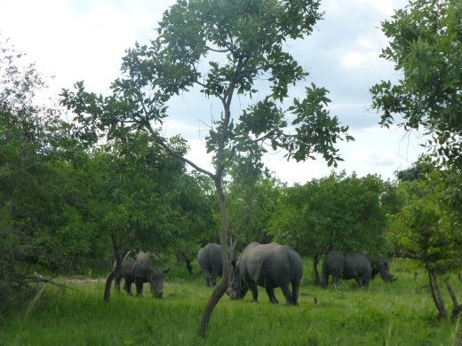 We spotted 6 rhinos in all.