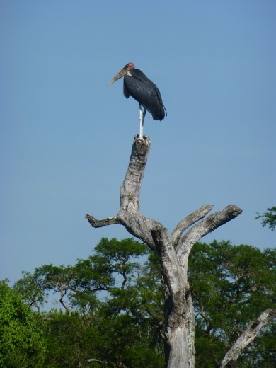 A marabou stork.