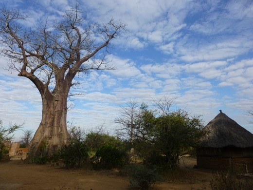 Baobab tree.