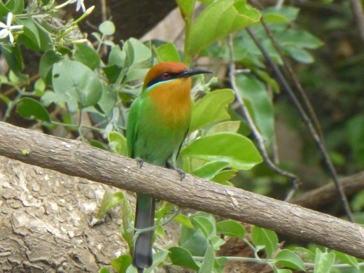 A bee-eater.