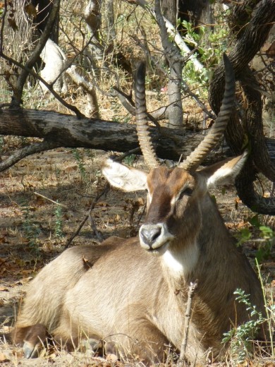 A waterbuck spotted on safari.