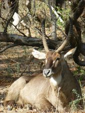 A waterbuck spotted on safari.: by steve_and_emma, Views[334]