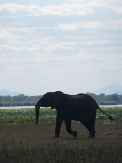 An elephant marching across the national park.