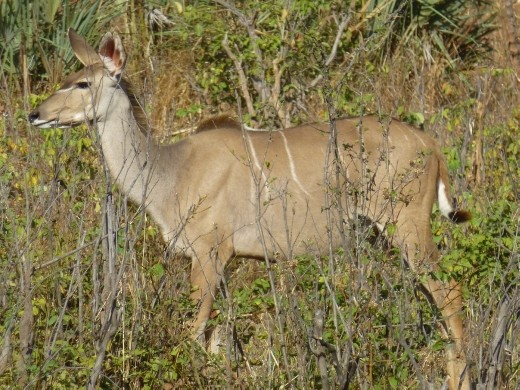 a kudu.