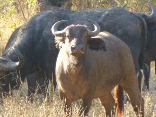 Some of the big 5 are here.