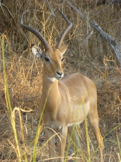 An impala.
