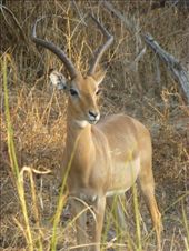 An impala.: by steve_and_emma, Views[516]