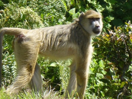 This fella thought he would join us for our picnic.