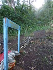 The start of the steep Boma Path from Mulanje town up mount Mulanje.: by steve_and_emma, Views[439]