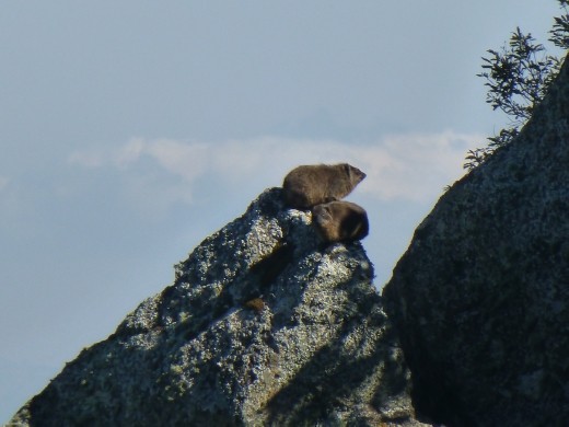 We spotted a group of rock hyrax on the way up.
