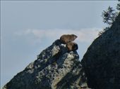 We spotted a group of rock hyrax on the way up.: by steve_and_emma, Views[407]