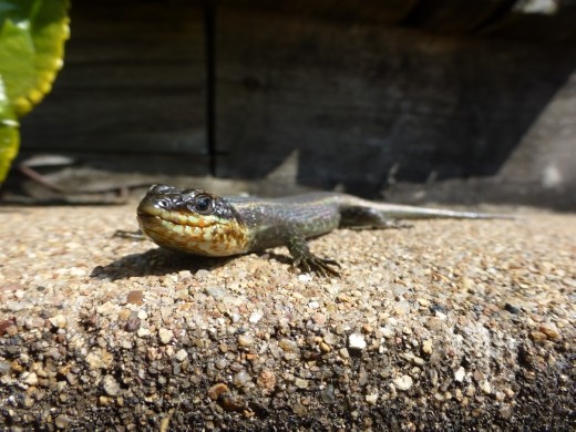 You have to share the huts with friendly skinks.