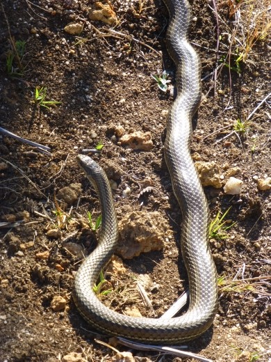 We saw quite a few grass snakes on the trek.