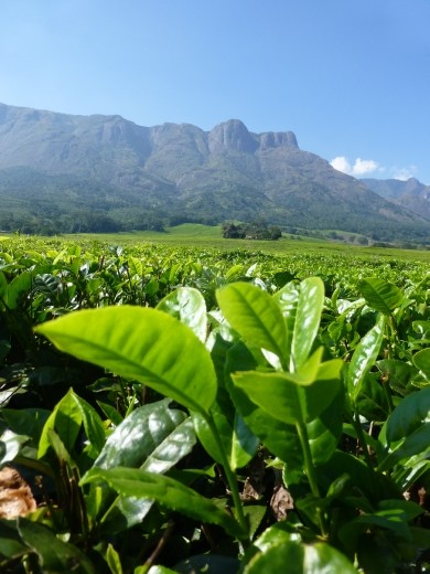 Mount Mulanje is surrounded by tea estates.