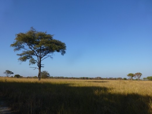 The plains of Kuti Wildlife Reserve.